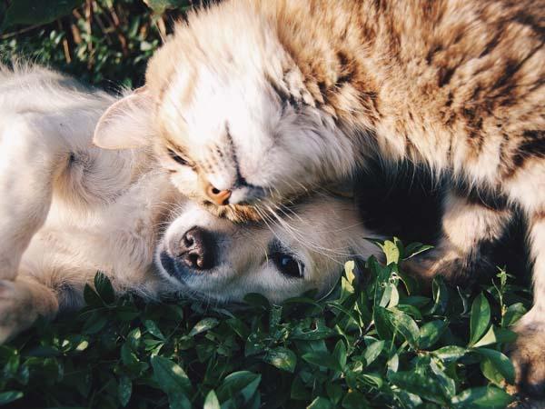  Tenencia responsable de animais de compañía