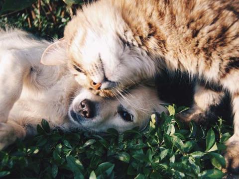  Tenencia responsable de animais de compañía
